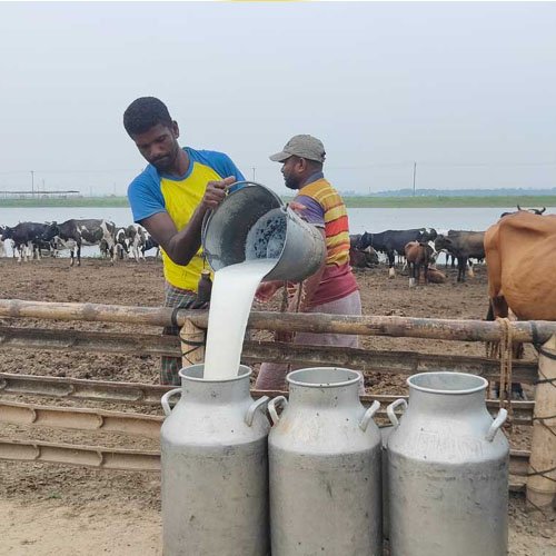 cow-milk